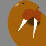 Walrus